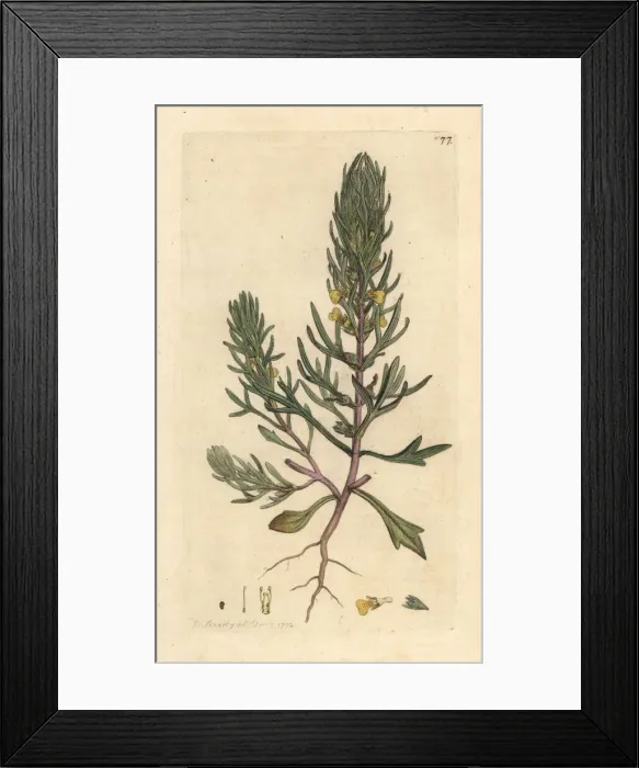 Framed Print : Ground pine, Ajuga chamaepitys Framed Print : Ground pine, Ajuga chamaepitys