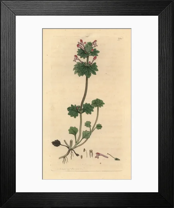 Framed Print : Henbit dead-nettle, Lamium amplexicaule Framed Print : Henbit dead-nettle, Lamium amplexicaule