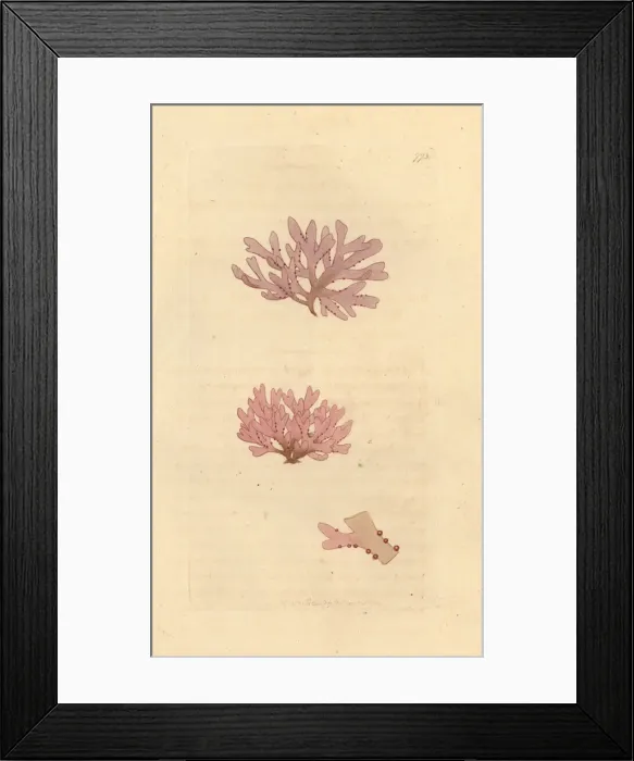 Framed Print : Arthrothamnus bifidus Framed Print : Arthrothamnus bifidus