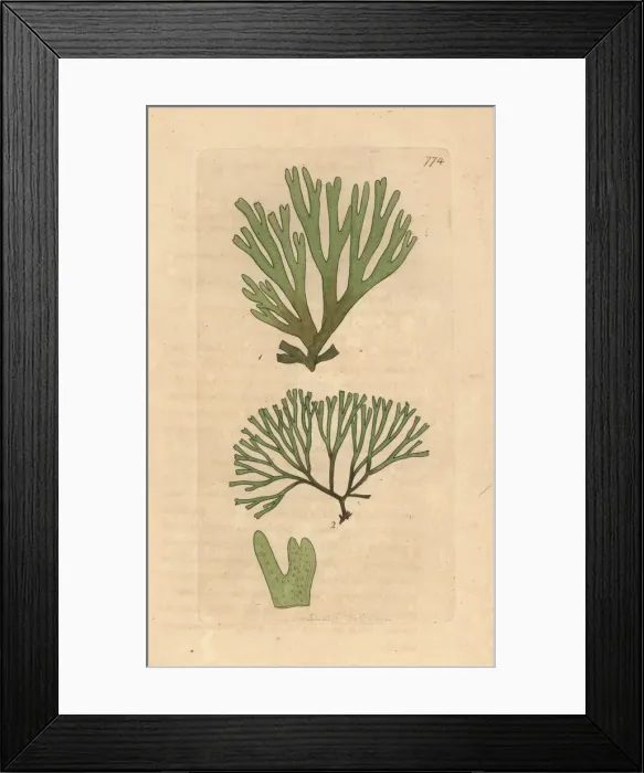 Framed Print : Dictyota dichotoma Framed Print : Dictyota dichotoma