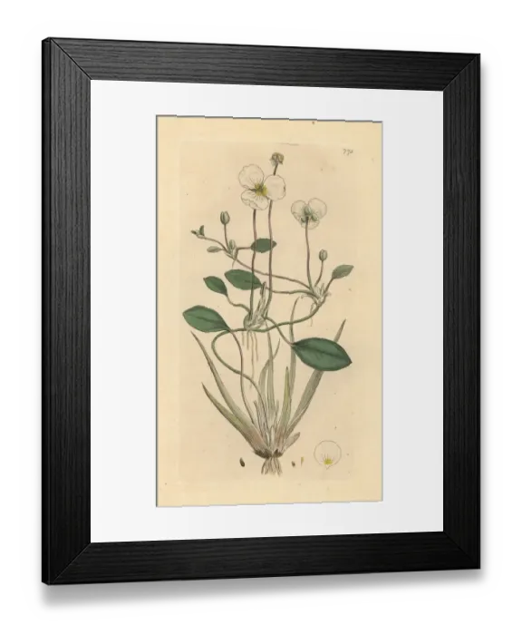 Framed Print : Floating water plantain, Luronium natans Framed Print : Floating water plantain, Luronium natans