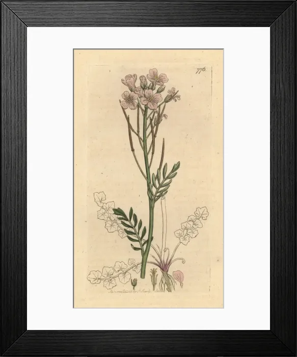 Framed Print : Meadow ladies smock, Cardamine pratensis Framed Print : Meadow ladies smock, Cardamine pratensis
