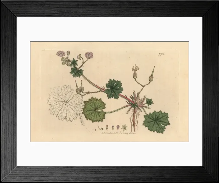 Framed Print : Doves foot cranes bill, Geranium molle Framed Print : Doves foot cranes bill, Geranium molle