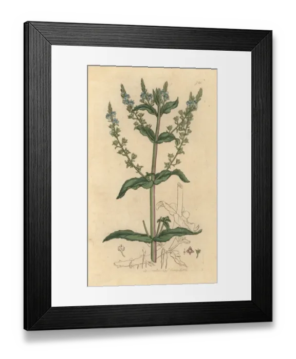 Framed Print : Water speedwell, Veronica anagallis-aquatica Framed Print : Water speedwell, Veronica anagallis-aquatica
