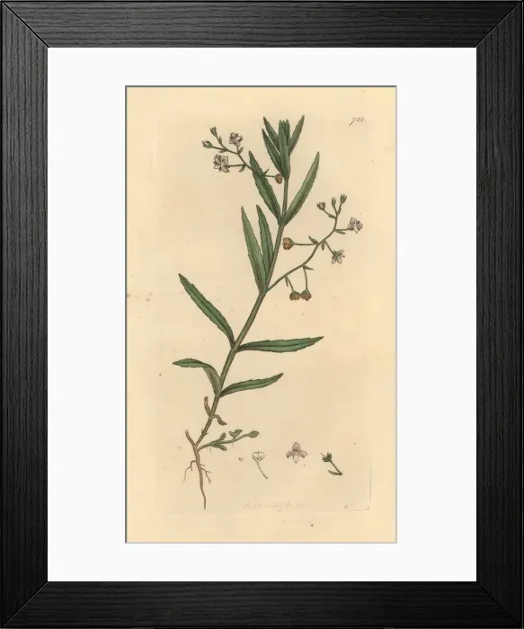 Framed Print : Marsh speedwell, Veronica scutellata Framed Print : Marsh speedwell, Veronica scutellata