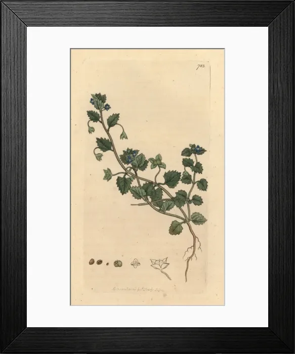 Framed Print : Procumbent speedwell, Veronica agrestis Framed Print : Procumbent speedwell, Veronica agrestis