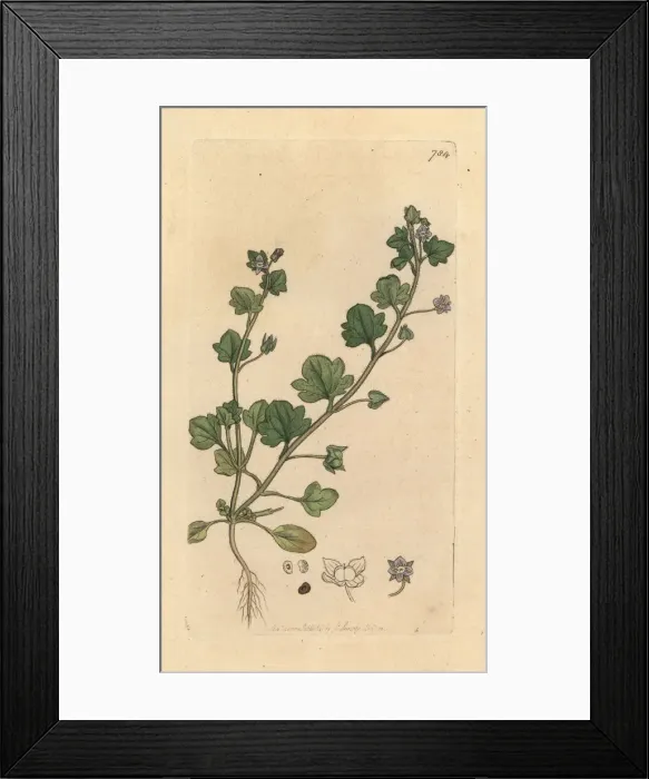 Framed Print : Ivy-leaved speedwell, Veronica hederifolia Framed Print : Ivy-leaved speedwell, Veronica hederifolia