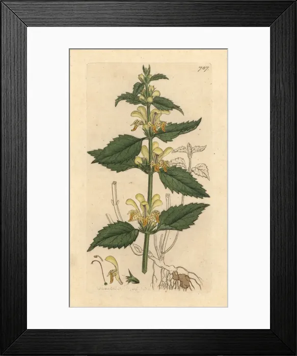 Framed Print : Yellow archangel, Lamium galeobdolon Framed Print : Yellow archangel, Lamium galeobdolon