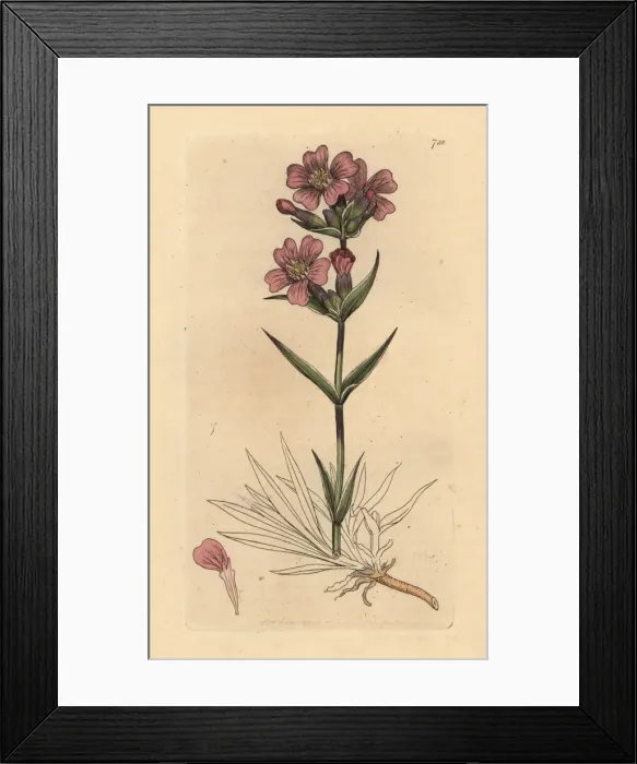 Framed Print : Sticky catchfly, Silene viscaria Framed Print : Sticky catchfly, Silene viscaria