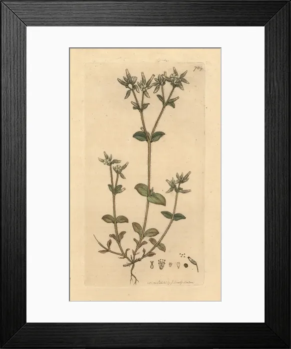 Framed Print : Sticky mouse-ear chickweed, Cerastium glomeratum Framed Print : Sticky mouse-ear chickweed, Cerastium glomeratum