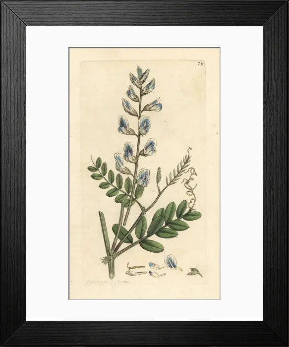 Framed Print : Wood vetch, Vicia sylvatica Framed Print : Wood vetch, Vicia sylvatica
