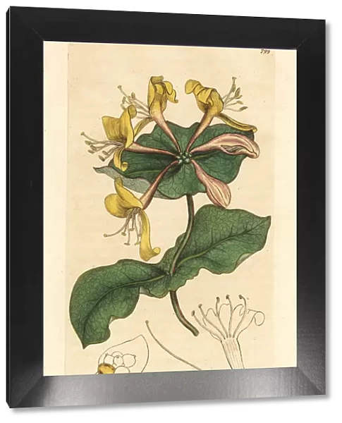 Pale perfoliate honeysuckle, Lonicera caprifolium