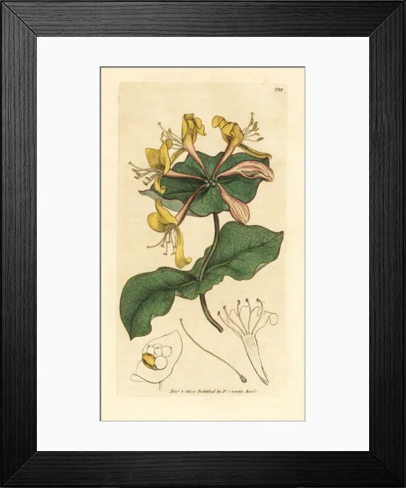 Framed Print : Pale perfoliate honeysuckle, Lonicera caprifolium Framed Print : Pale perfoliate honeysuckle, Lonicera caprifolium