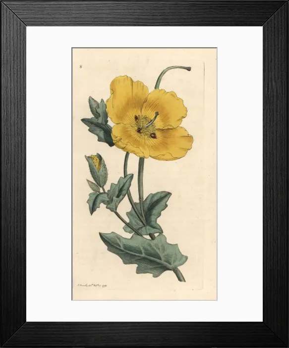 Framed Print : Yellowhorn poppy, Glaucium flavum Framed Print : Yellowhorn poppy, Glaucium flavum