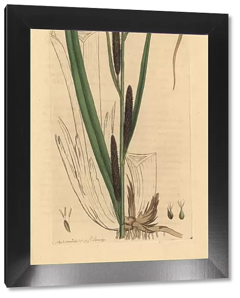 Lesser common carex, Carex acutiformis