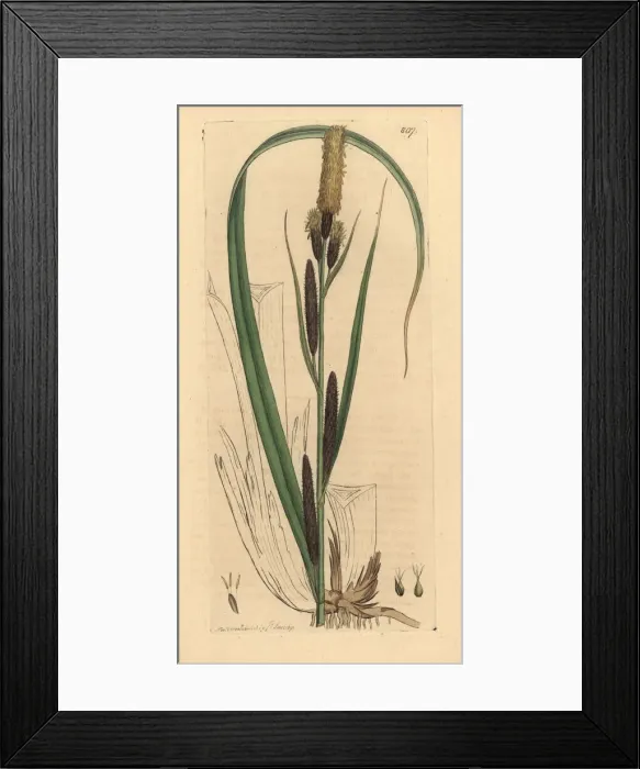Framed Print : Lesser common carex, Carex acutiformis Framed Print : Lesser common carex, Carex acutiformis