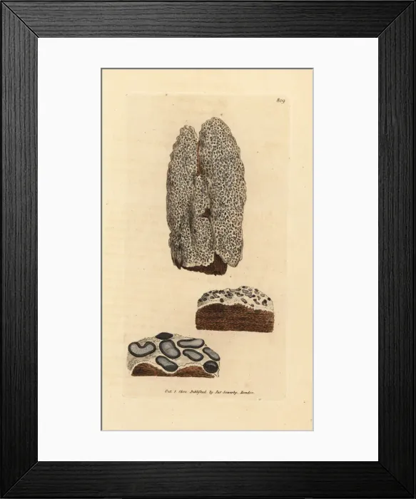 Framed Print : Speckled lichen, Lecanographa lyncea Framed Print : Speckled lichen, Lecanographa lyncea