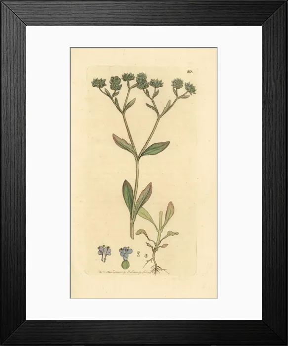 Framed Print : Corn salad or lambs lettuce, Valerianella locusta Framed Print : Corn salad or lambs lettuce, Valerianella locusta