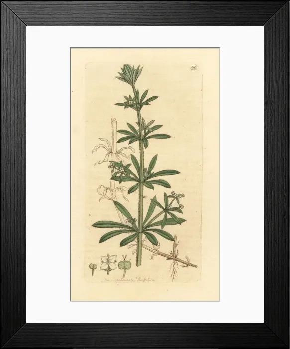 Framed Print : Goose-grass or cleavers, Galium aparine Framed Print : Goose-grass or cleavers, Galium aparine