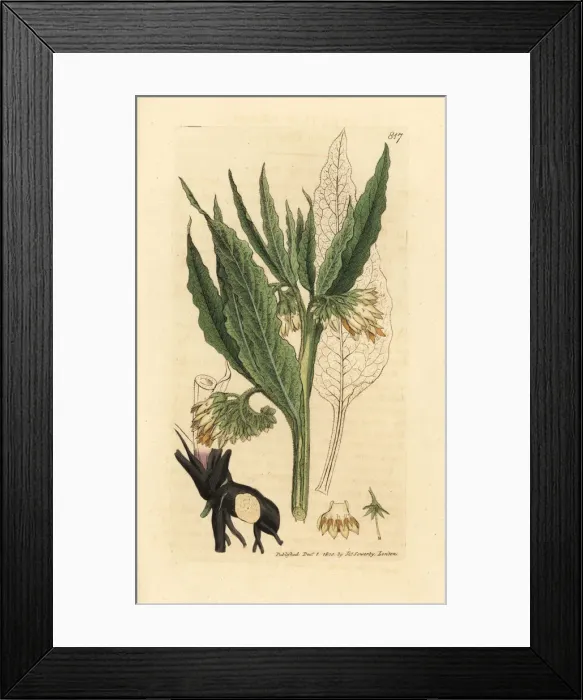 Framed Print : Common comfrey, Symphytum officinale Framed Print : Common comfrey, Symphytum officinale