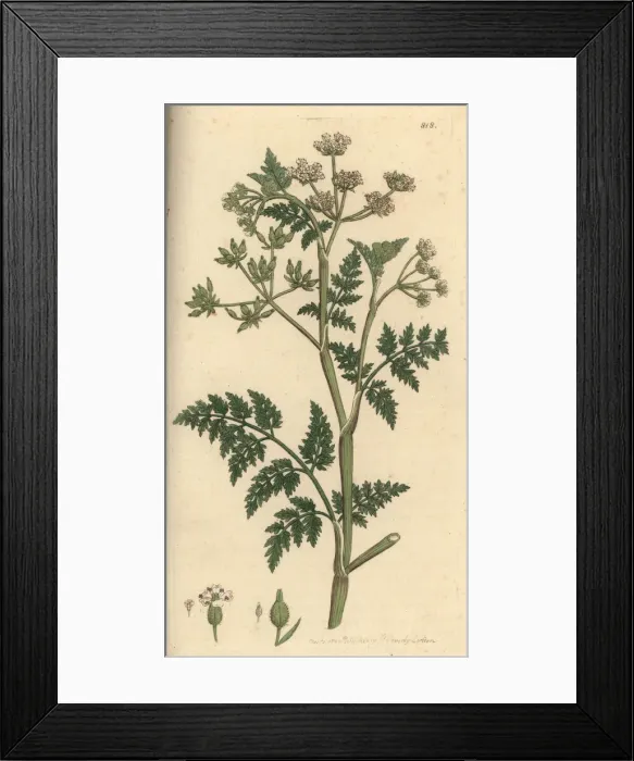Framed Print : Rough chervil, Anthriscus caucalis Framed Print : Rough chervil, Anthriscus caucalis