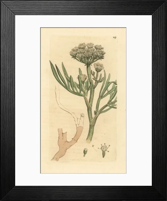 Framed Print : Sea samphire or rock fennel, Crithmum maritimum Framed Print : Sea samphire or rock fennel, Crithmum maritimum