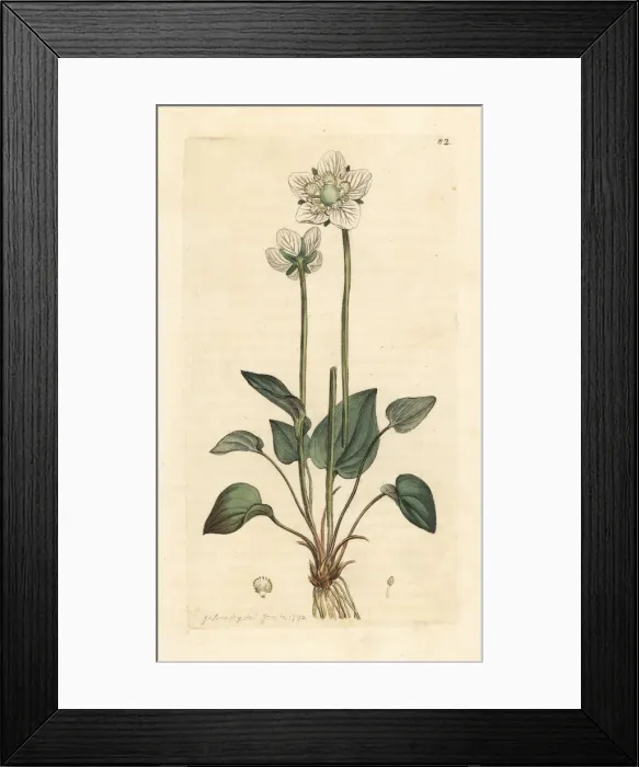 Framed Print : Grass of Parnassus, Parnassia palustris Framed Print : Grass of Parnassus, Parnassia palustris