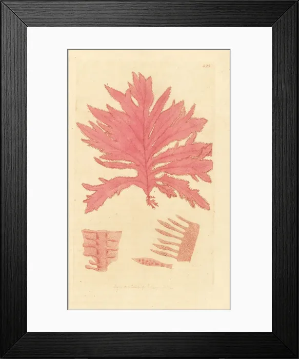 Framed Print : Red oak-leaved fucus, Phycodrys rubens Framed Print : Red oak-leaved fucus, Phycodrys rubens