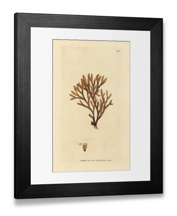 Framed Print : Channelled fucus, Pelvetia canaliculata Framed Print : Channelled fucus, Pelvetia canaliculata