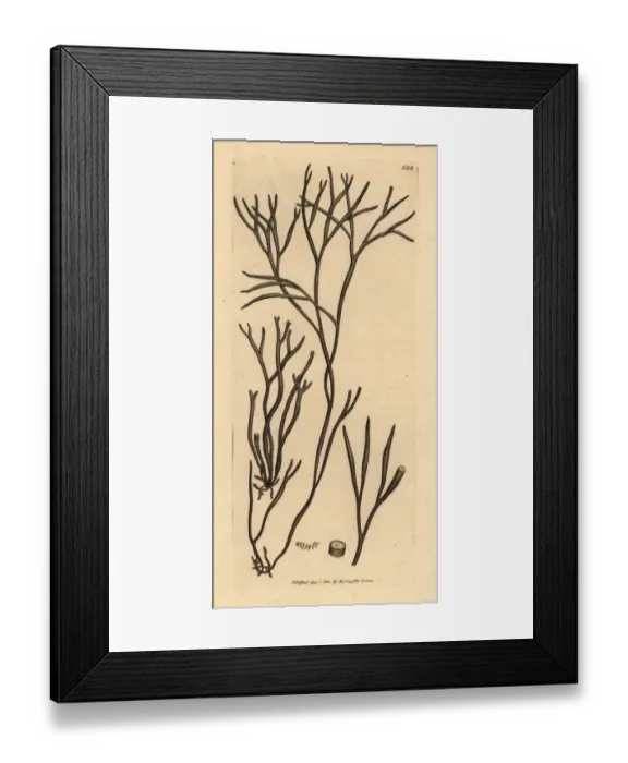 Framed Print : Worm-like fucus, Furcellaria lumbricalis Framed Print : Worm-like fucus, Furcellaria lumbricalis