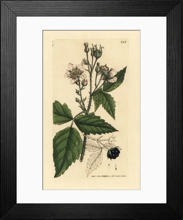 Framed Print : Dewberry, Rubus caesius Framed Print : Dewberry, Rubus caesius