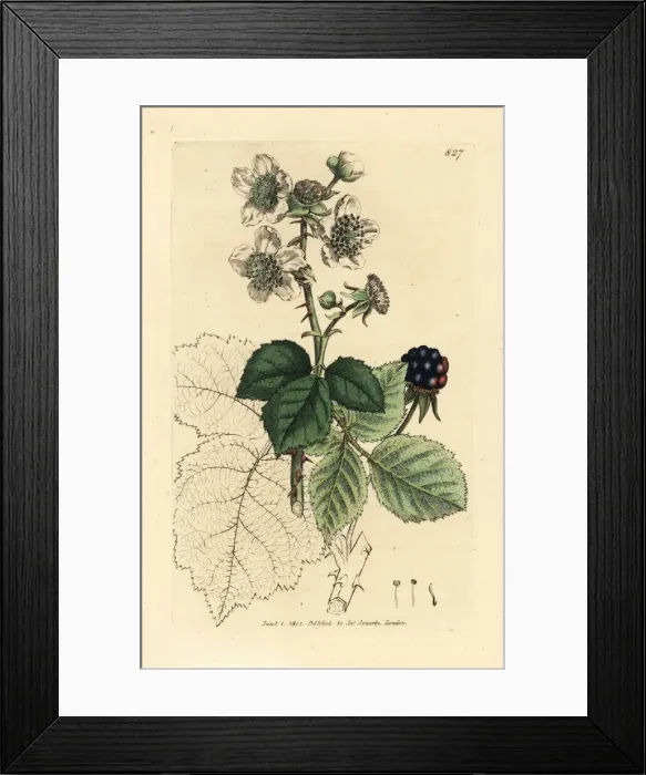 Framed Print : Hazel-leaved bramble, Rubus corylifolius Framed Print : Hazel-leaved bramble, Rubus corylifolius