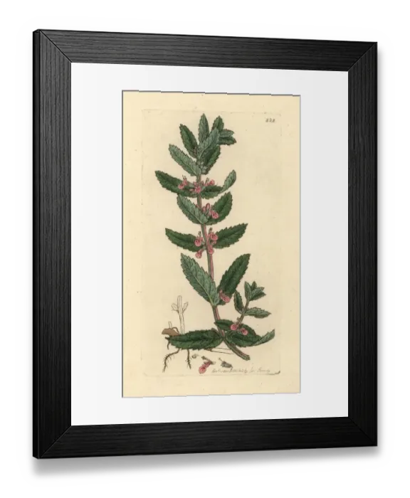 Framed Print : Water germander, Teucrium scordium Framed Print : Water germander, Teucrium scordium