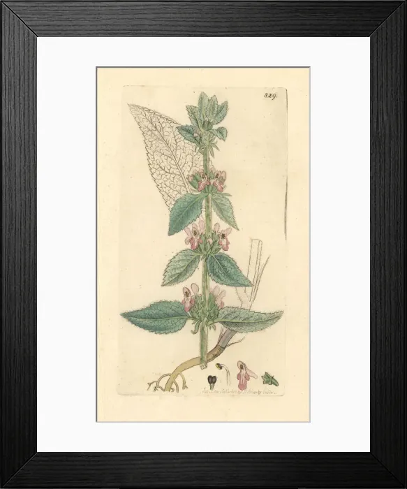 Framed Print : Downy woundwort, Stachys germanica Framed Print : Downy woundwort, Stachys germanica