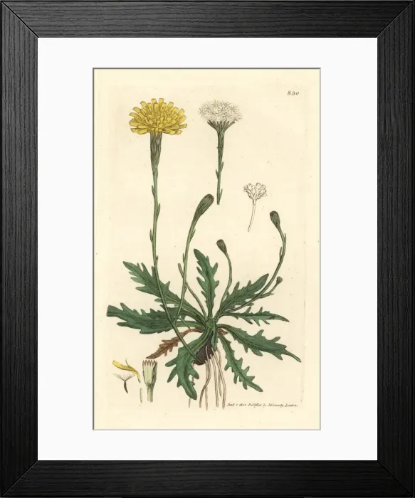 Framed Print : Autumn hawkbit, Scorzoneroides autumnalis Framed Print : Autumn hawkbit, Scorzoneroides autumnalis