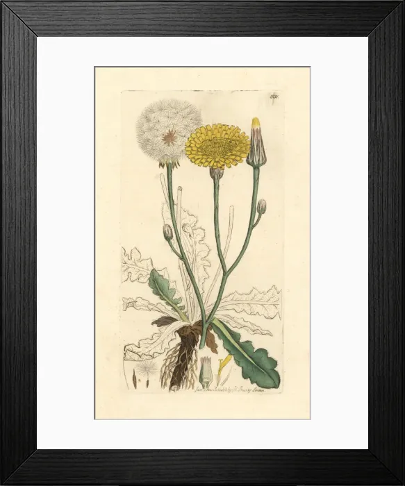 Framed Print : Long-rooted cats ear, Hypochaeris radicata Framed Print : Long-rooted cats ear, Hypochaeris radicata