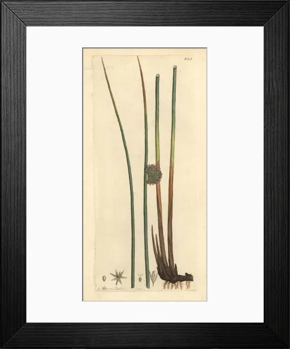 Framed Print : Common rush, Juncus conglomeratus Framed Print : Common rush, Juncus conglomeratus