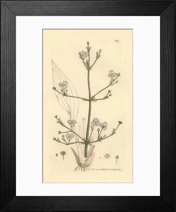 Framed Print : Greater water plantain, Alisma plantago-aquatica Framed Print : Greater water plantain, Alisma plantago-aquatica