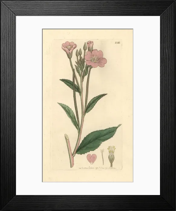 Framed Print : Great hairy willow-herb, Epilobium hirsutum Framed Print : Great hairy willow-herb, Epilobium hirsutum