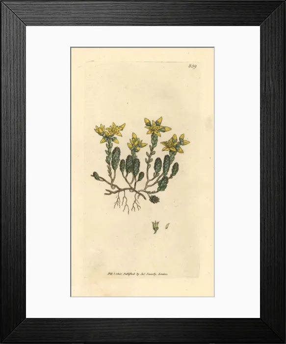 Framed Print : Biting stone-crop, Sedum acre Framed Print : Biting stone-crop, Sedum acre