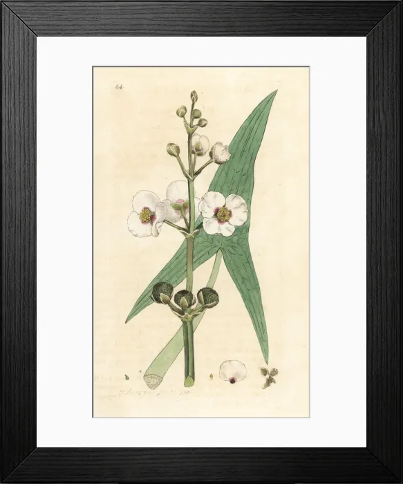 Framed Print : Common arrowhead, Sagittaria sagittifolia Framed Print : Common arrowhead, Sagittaria sagittifolia