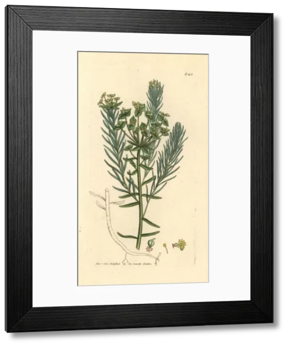 Framed Print : Cypress spurge, Euphorbia cyparissias Framed Print : Cypress spurge, Euphorbia cyparissias