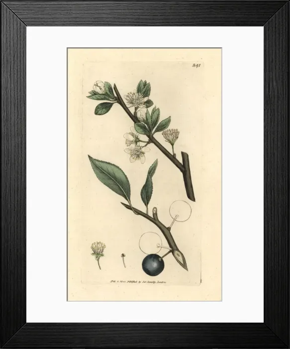 Framed Print : Damson plum, Prunus domestica subsp. insititia Framed Print : Damson plum, Prunus domestica subsp. insititia