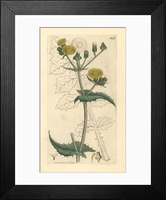 Framed Print : Common sow thistle, Sonchus oleraceus Framed Print : Common sow thistle, Sonchus oleraceus