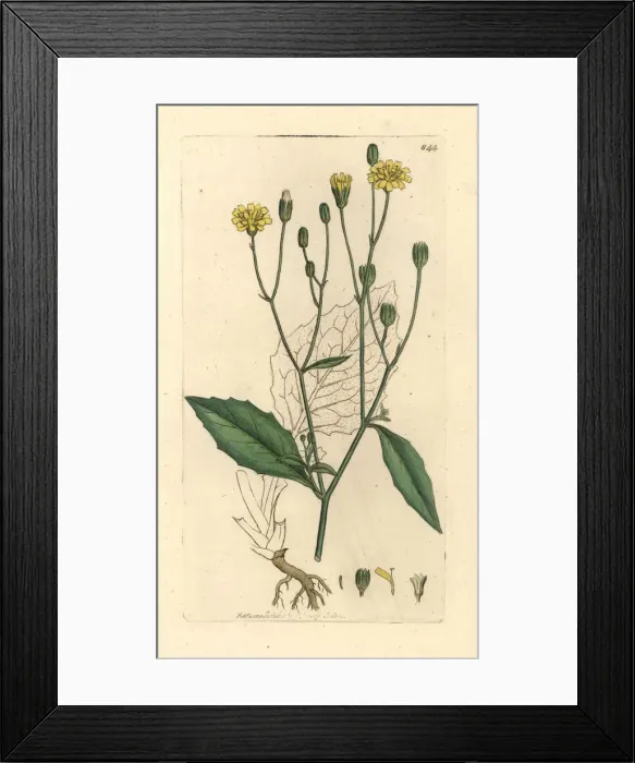 Framed Print : Nipplewort, Lapsana communis Framed Print : Nipplewort, Lapsana communis