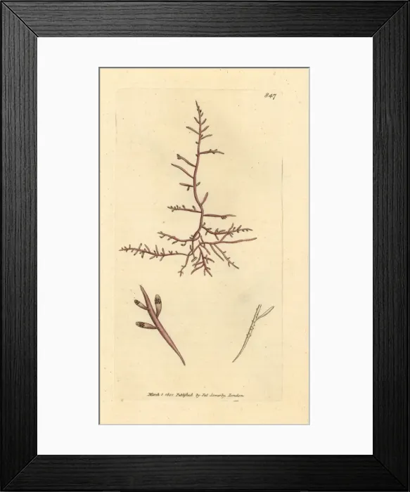 Framed Print : Thick-leaved fucus, Chondria dasyphylla Framed Print : Thick-leaved fucus, Chondria dasyphylla
