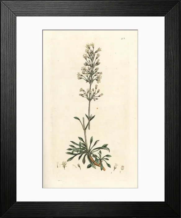 Framed Print : Spanish catchfly, Silene otites Framed Print : Spanish catchfly, Silene otites
