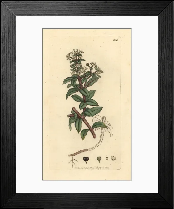 Framed Print : Wild madder, Rubia peregrina Framed Print : Wild madder, Rubia peregrina