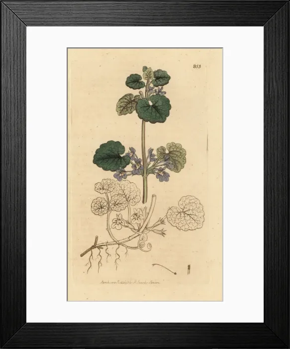 Framed Print : Ground ivy, Glechoma hederacea Framed Print : Ground ivy, Glechoma hederacea