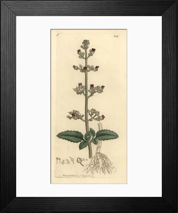 Framed Print : Water figwort, Scrophularia umbrosa